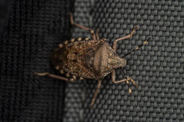 Bedbug Extermination