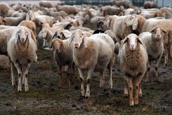 supplier of livestock feed