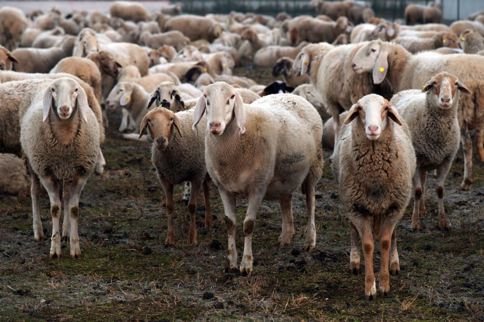 supplier of livestock feed