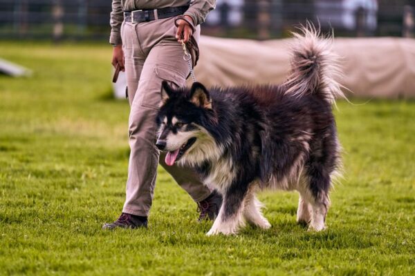犬のしつけ教室