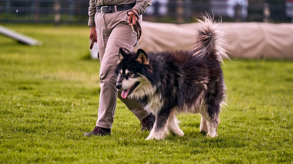 犬のしつけ教室