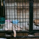 pet boarding facility