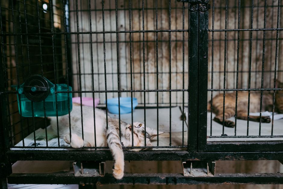 pet boarding facility