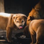 raw dog food delivery