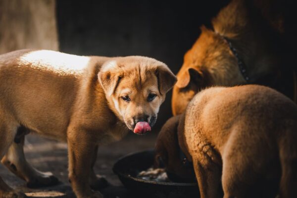 raw dog food delivery