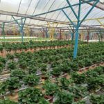 greenhouse equipment