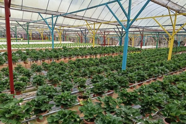 greenhouse equipment