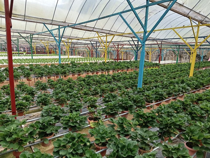 greenhouse equipment