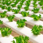 vertical farming technology